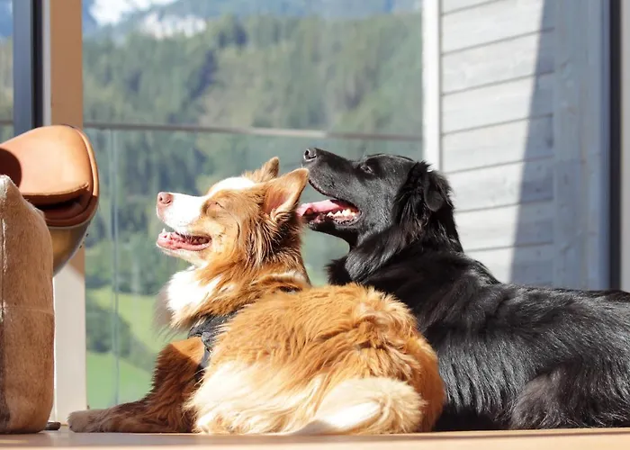 木屋 Chill House 斯拉德明